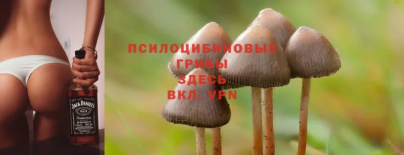 Псилоцибиновые грибы MAGIC MUSHROOMS  Кисловодск 