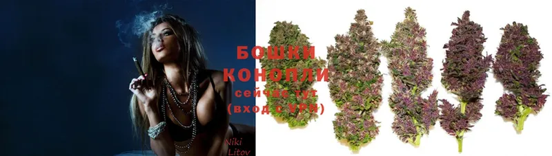 Каннабис OG Kush  что такое   Кисловодск 